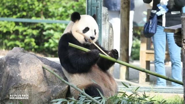 Vignette du programme télé Beauval, au plus près des animaux - Saison 1