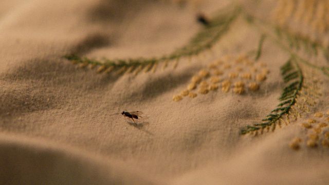 Vignette du programme télé La nuit des mimosas