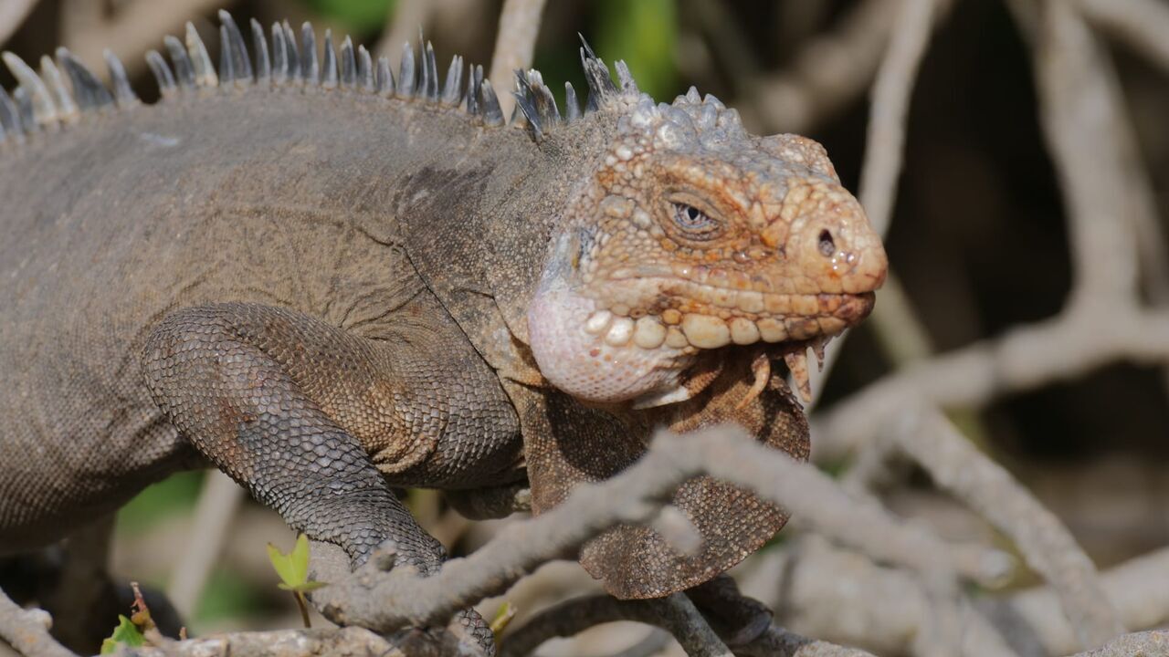 Vignette du programme télé Guadeloupe, des cimes à l'océan