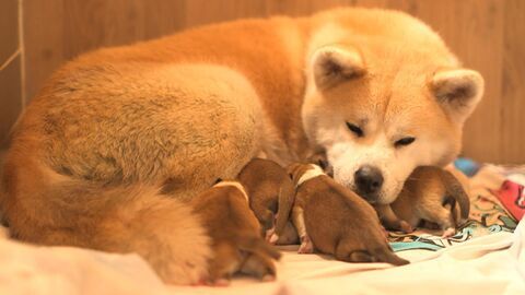 Vignette du programme télé Chiots & chatons, 3 mois pour devenir grand