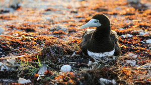 Vignette du programme télé La magie de l'Australie (Sous l'eau) S1 (nï¿œ2)