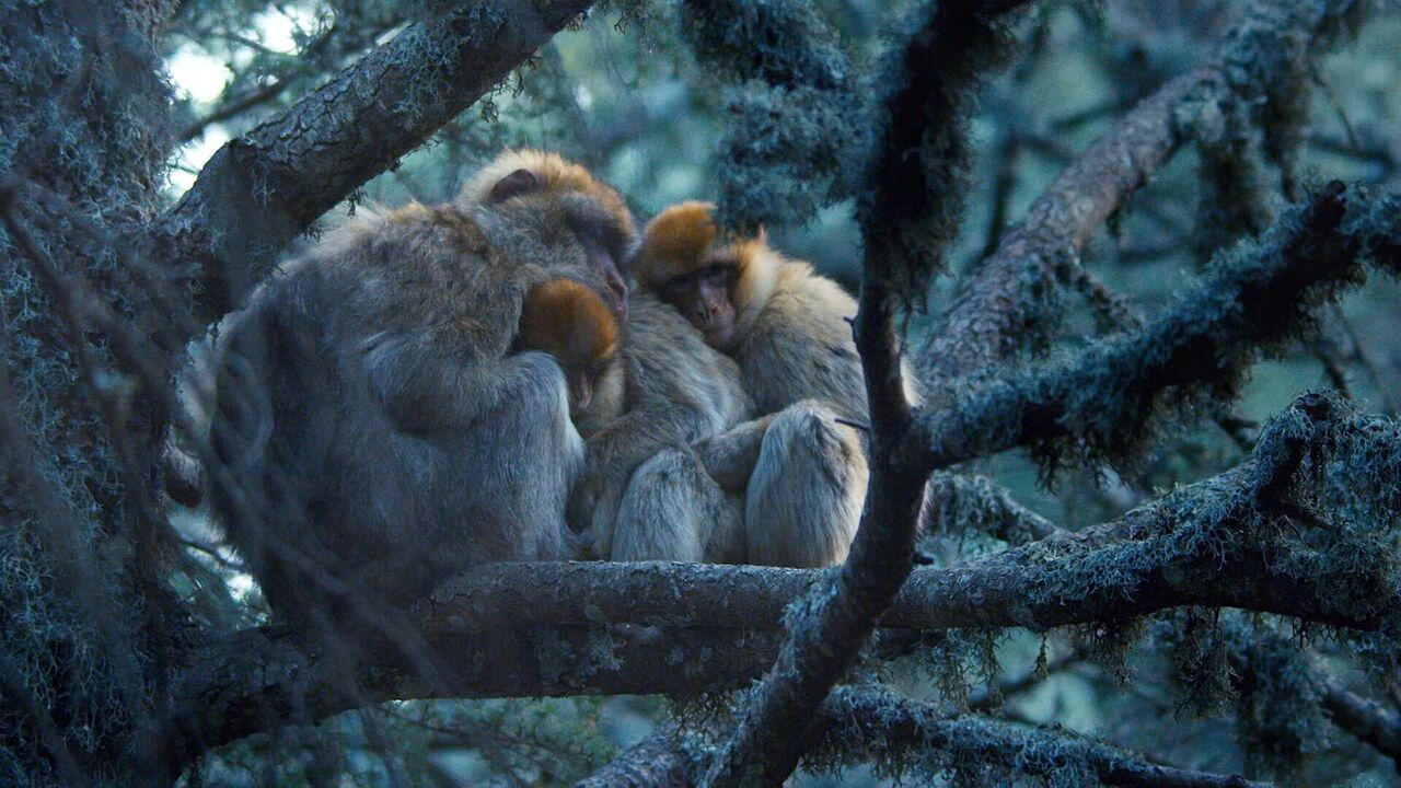 Vignette du programme télé Primates