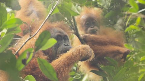 Vignette du programme télé Primates