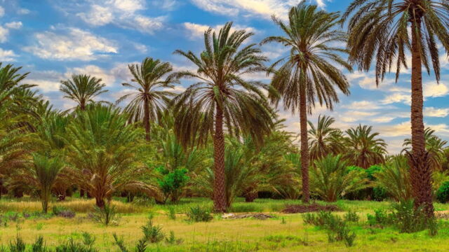 Vignette du programme télé Tunisie, une oasis dans un grain de sable