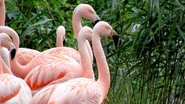Vignette du programme télé Au coeur du zoo de New York