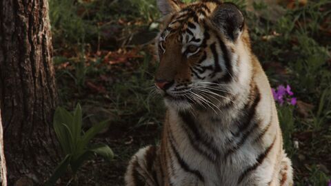 Vignette du programme télé Tigre de Sibérie, seigneur sans frontières