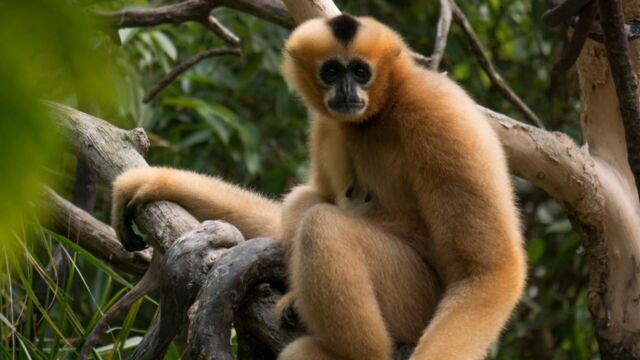 Vignette du programme télé Au coeur du zoo de New York
