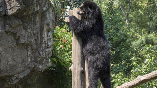 Vignette du programme télé Au coeur du zoo de New York