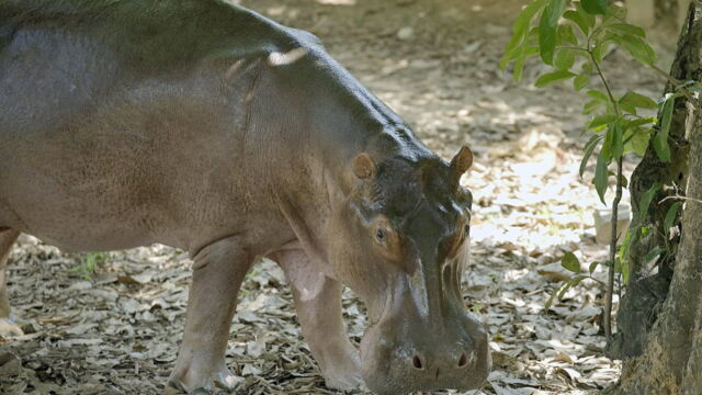 Vignette du programme télé Les hippopotames de Pablo Escobar