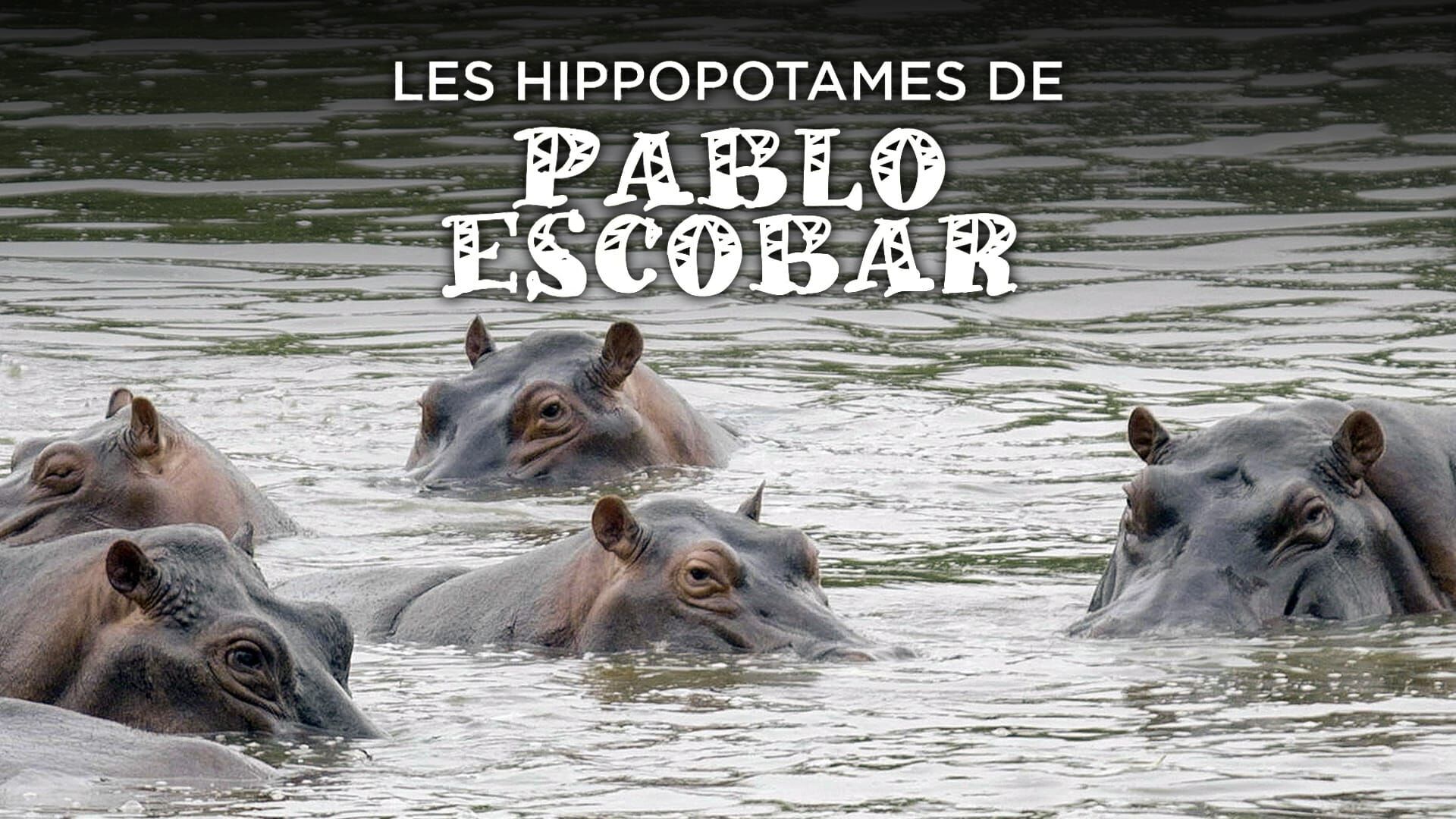 Vignette du programme télé Les hippopotames de Pablo Escobar