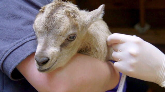 Vignette du programme télé Au coeur du zoo de New York
