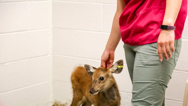 Vignette du programme télé Au coeur du zoo de New York