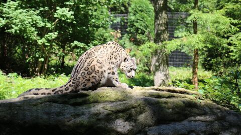 Vignette du programme télé Le zoo du Bronx