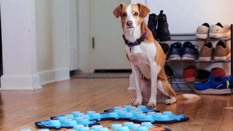Vignette du programme télé Les chiens peuvent-ils parler ?