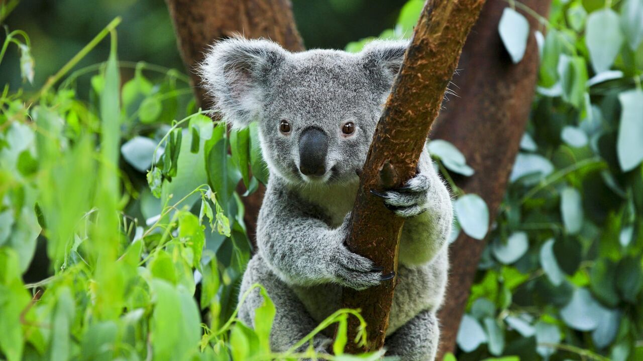 Vignette du programme télé Beauval, au plus près des animaux