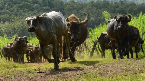 Vignette du programme télé Les buffles, l'avenir pour le Laos ?