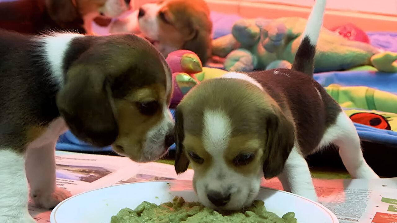 Vignette du programme télé Chiots & chatons, 3 mois pour devenir grand