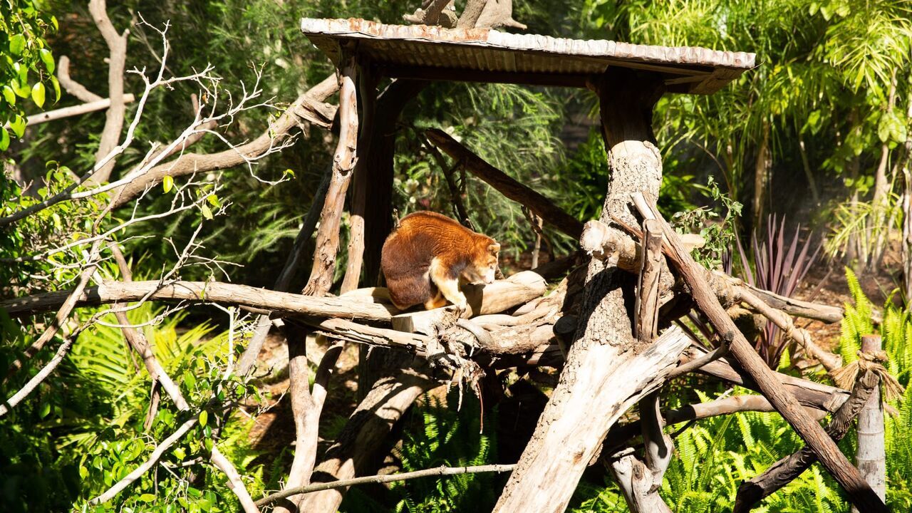 Vignette du programme télé Le zoo de San Diego