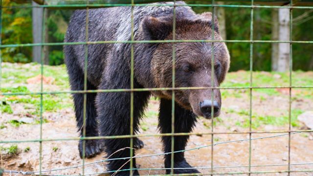 Vignette du programme télé La Tanière, le zoo-refuge de l'espoir - Saison 1