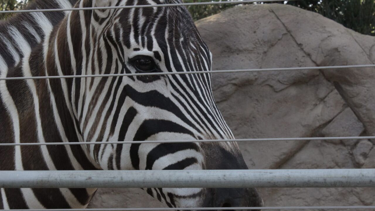 Vignette du programme télé Le zoo de San Diego