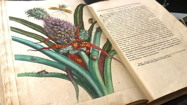 Vignette du programme télé L'art et la nature : Peintres néerlandaises du XVIIe siècle