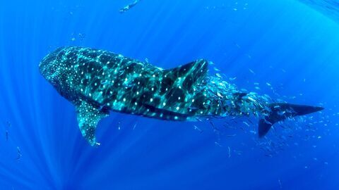 Vignette du programme télé Les géants marins des Açores