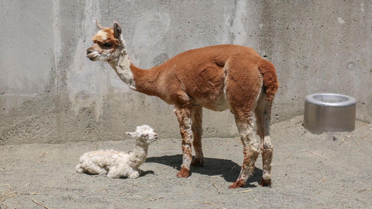 Vignette du programme télé Le zoo du Bronx