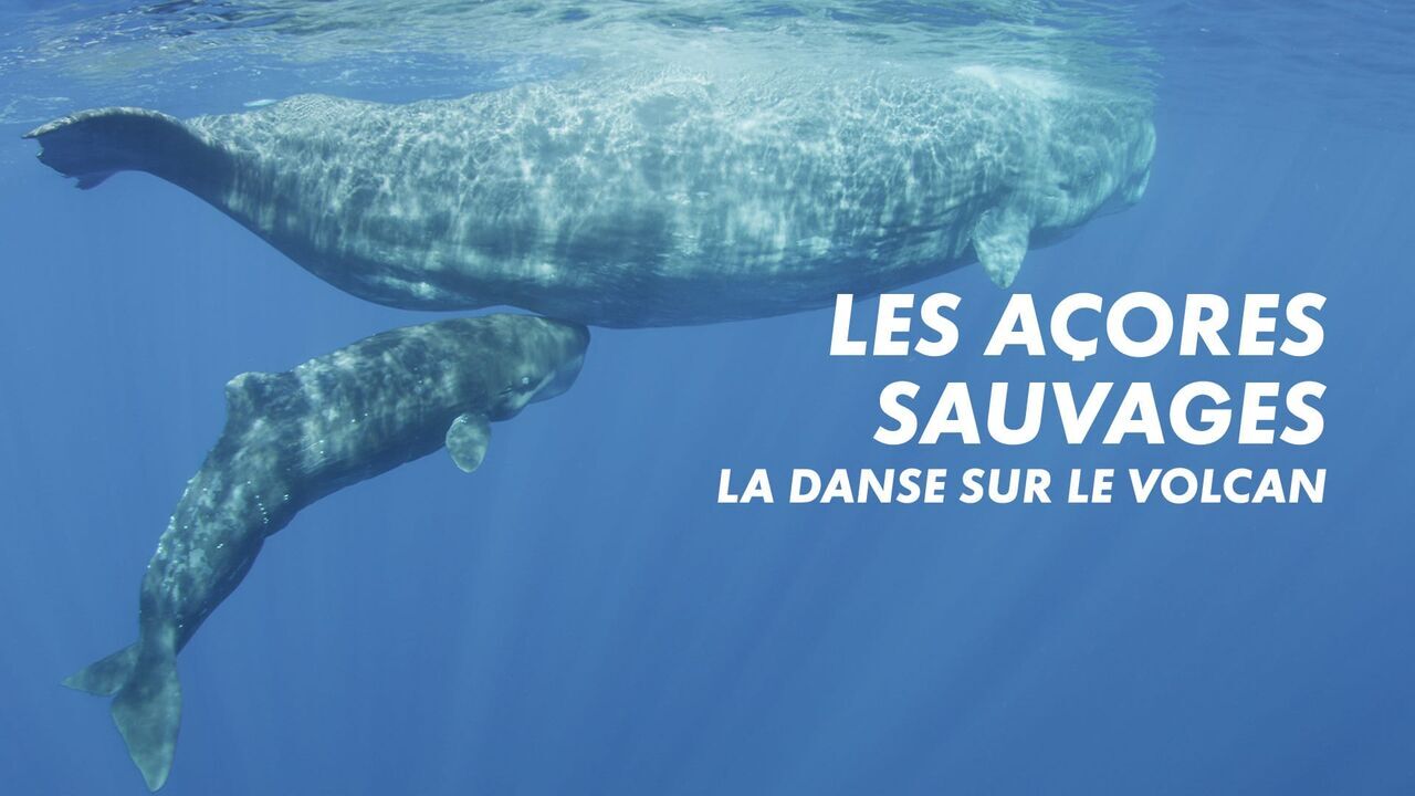Vignette du programme télé Les Açores sauvages - La danse sur le volcan