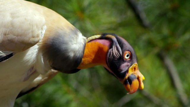 Vignette du programme télé Au cœur du zoo de New York - Saison 3