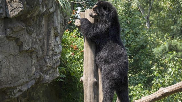Vignette du programme télé Au cœur du zoo de New York - Saison 3