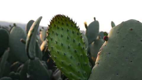 Vignette du programme télé Cactus, l'or vert du Mexique