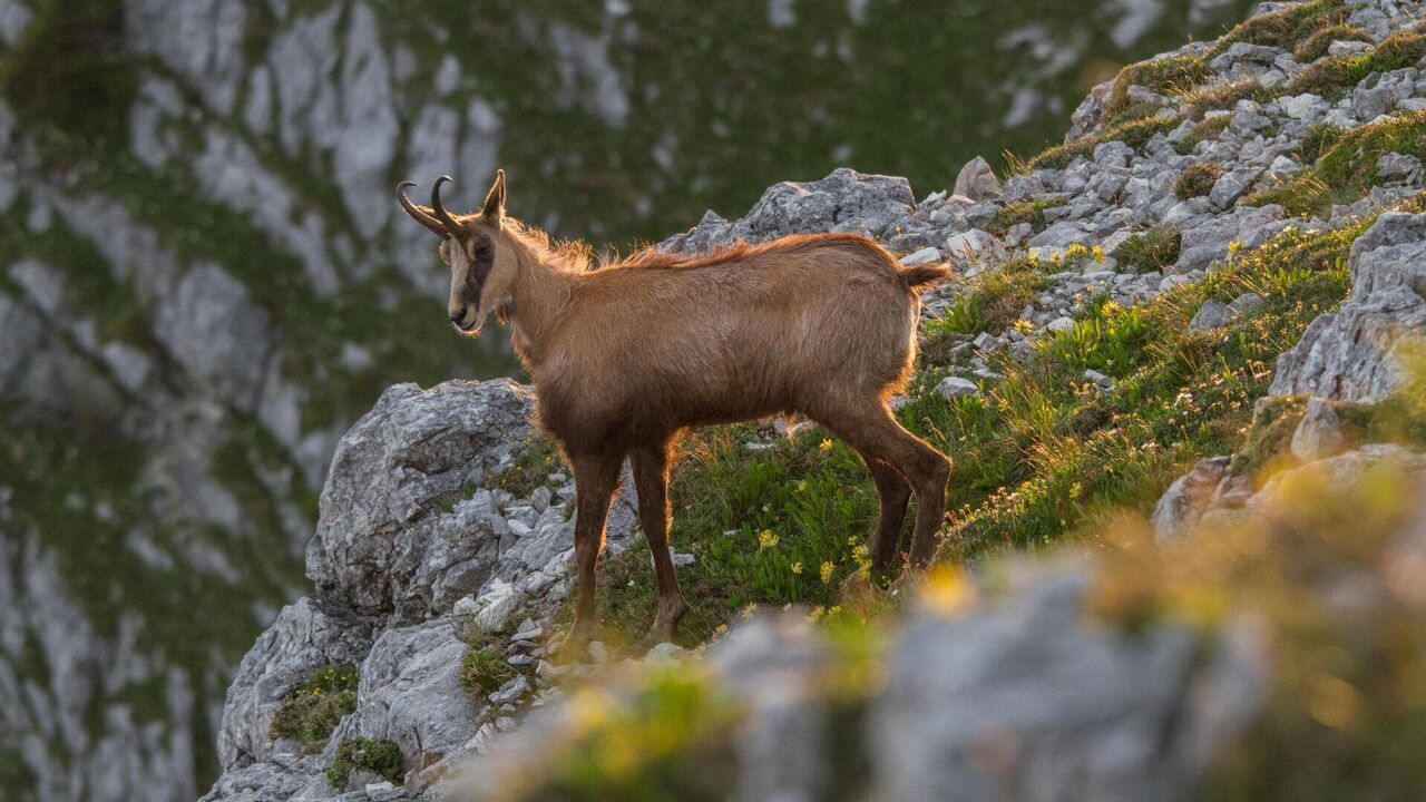 Vignette du programme télé Au coeur des Préalpes autrichiennes : Le massif Mort