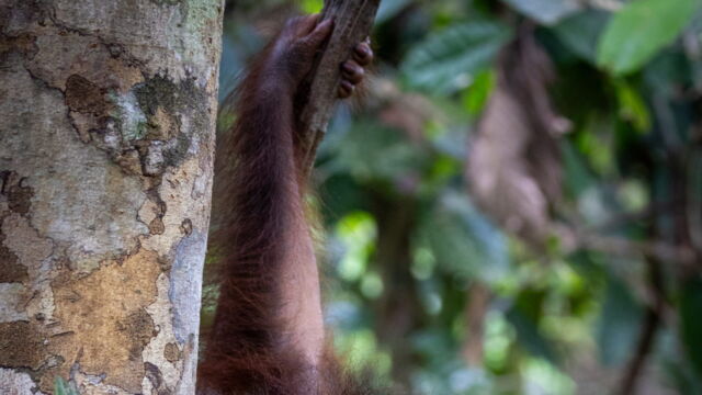 Vignette du programme télé Orangs-outans : nos frères de la forêt