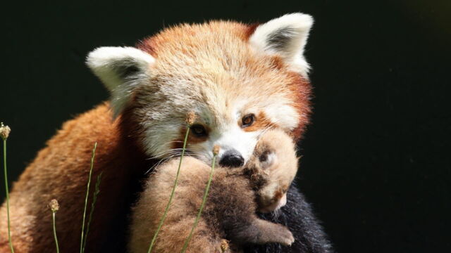 Vignette du programme télé Au coeur du zoo de New York