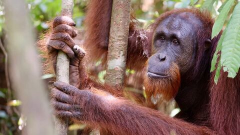 Vignette du programme télé Orangs-outans : nos frères de la forêt