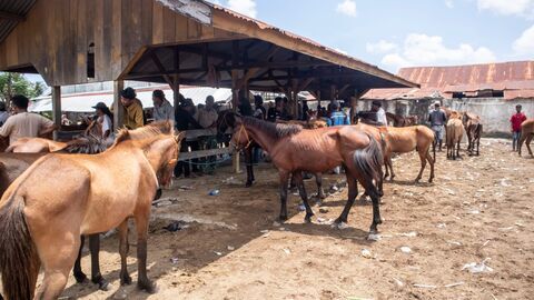 Vignette du programme télé Roumanie : les marchés aux chevaux contestés",