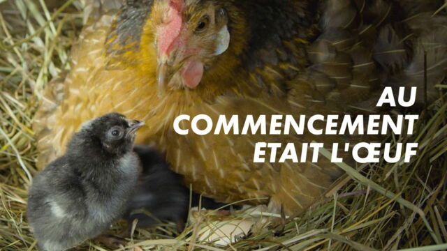 Vignette du programme télé Au commencement était l'oeuf : les animaux ovipares