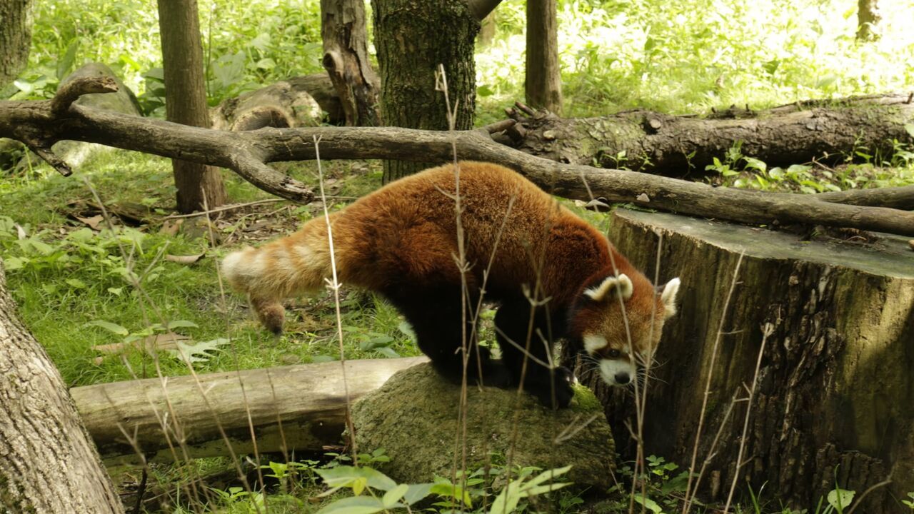 Vignette du programme télé Le zoo du Bronx