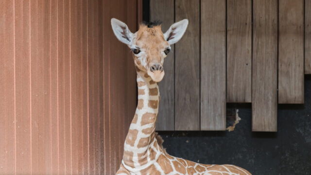 Vignette du programme télé Naissances extraordinaires au zoo