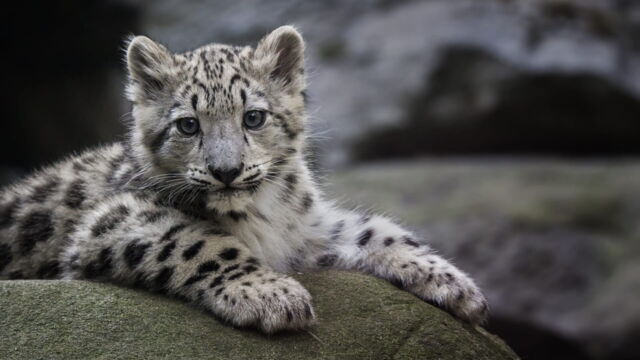 Vignette du programme télé Beauval, au plus près des animaux