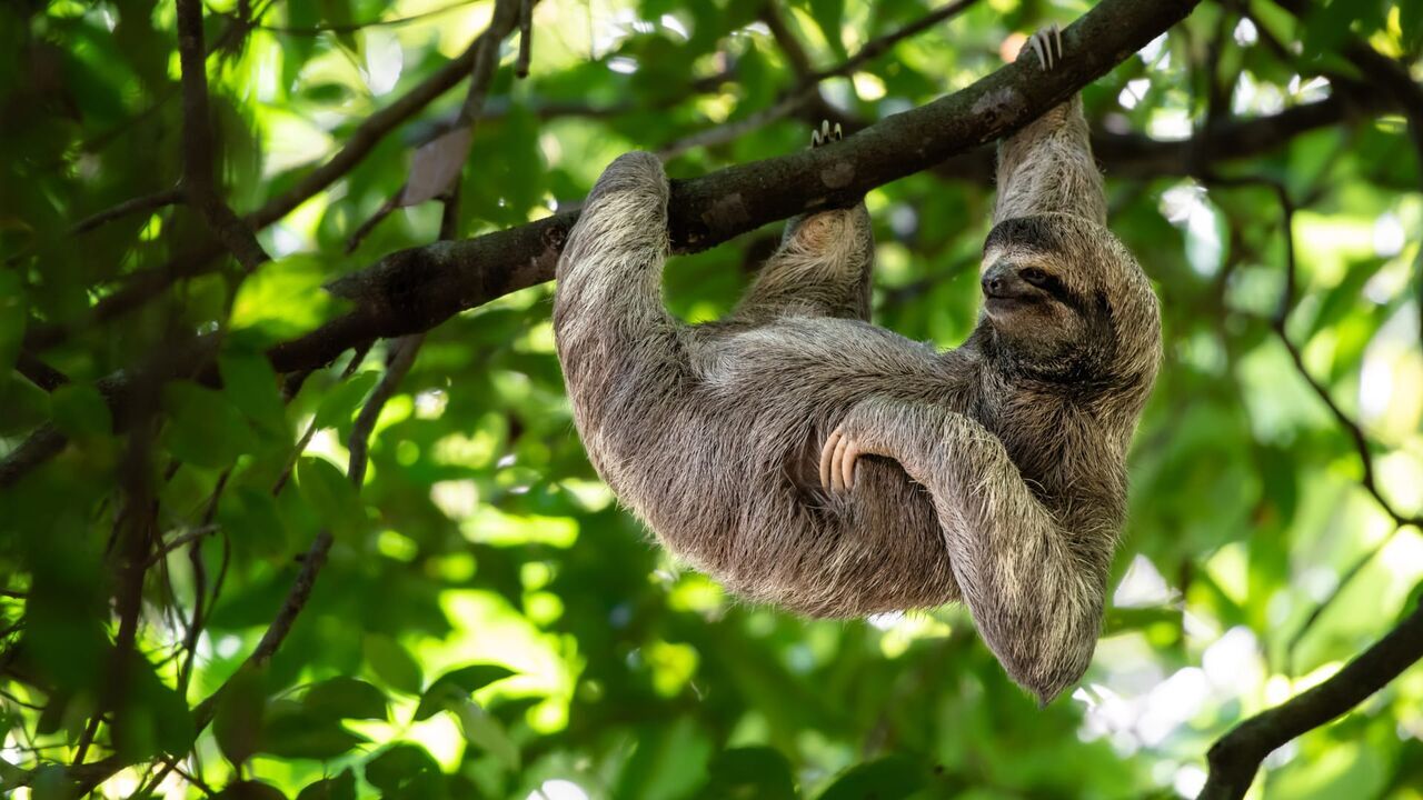 Vignette du programme télé Naissances extraordinaires au zoo