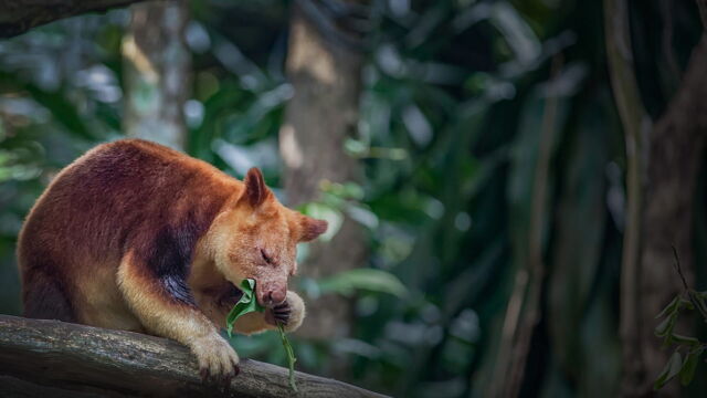 Vignette du programme télé Au coeur du zoo de New York