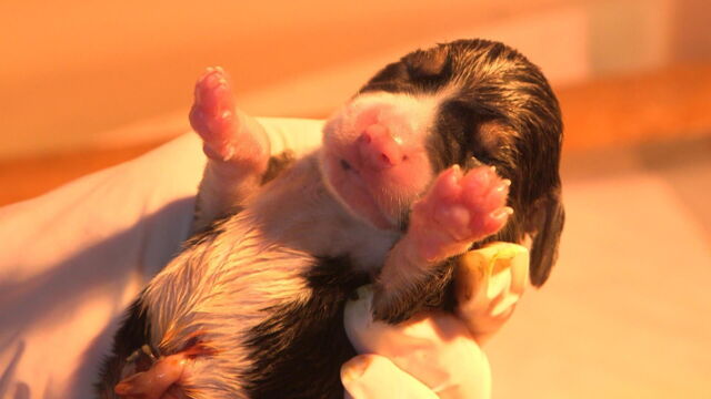 Vignette du programme télé Chiots & chatons, 3 mois pour devenir grand