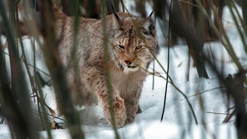 Vignette du programme télé Les bébés lynx et moi