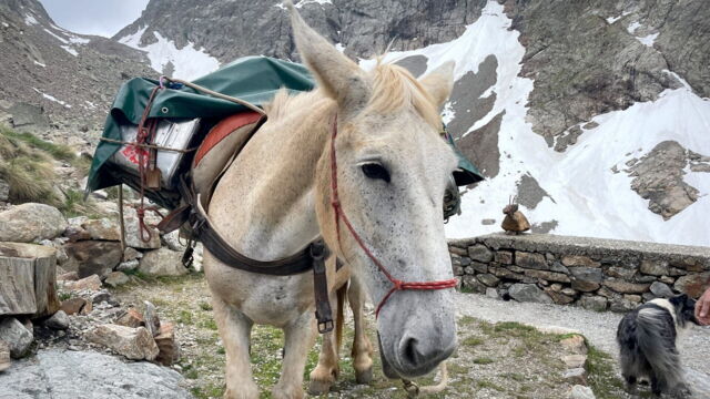 Vignette du programme télé Le mulet en montagne, une alternative