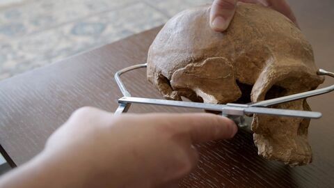 Vignette du programme télé Homo sapiens, les nouvelles origines