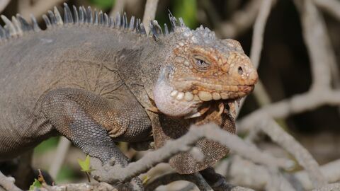 Vignette du programme télé Guadeloupe, des cimes à l'océan