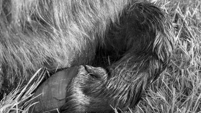 Vignette du programme télé Bestialement photogénique