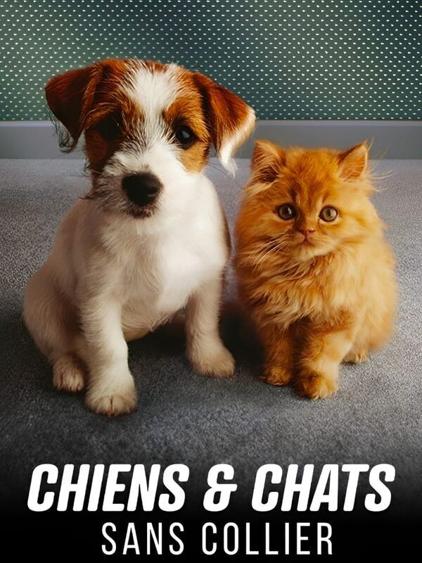 Vignette du programme télé Chiens et chats sans collier