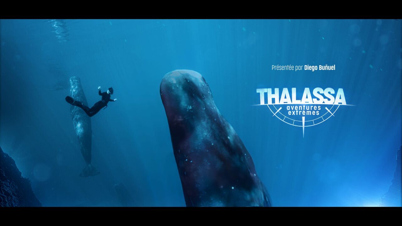 Vignette du programme télé Thalassa, aventures extrêmes